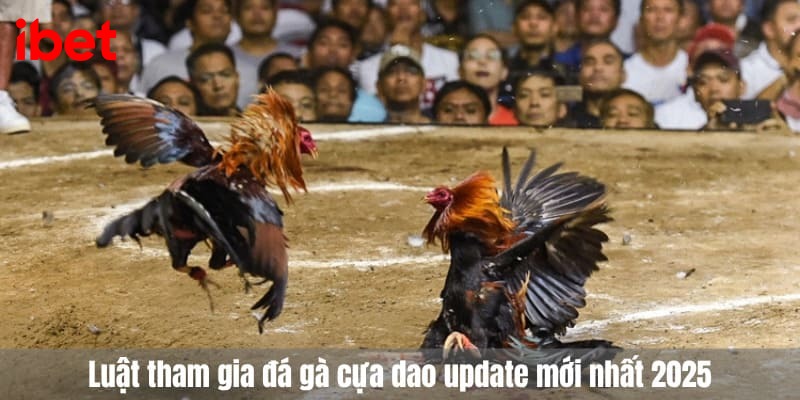 đá gà cựa dao