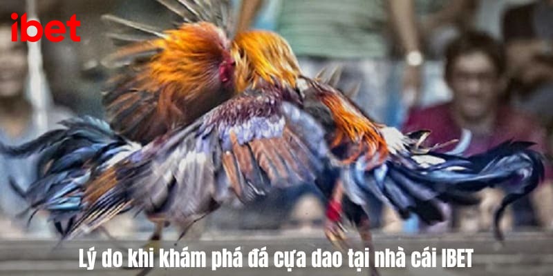 đá gà cựa dao