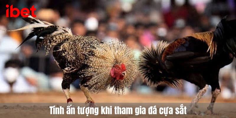 đá gà cựa sắt
